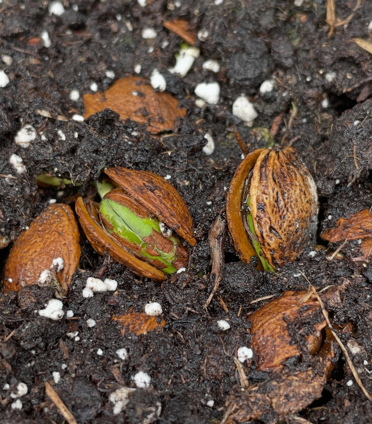 manchurian apricot, it these trays four weeks now, just starting to stay warm enough at night to germinate, image 3 of 6
