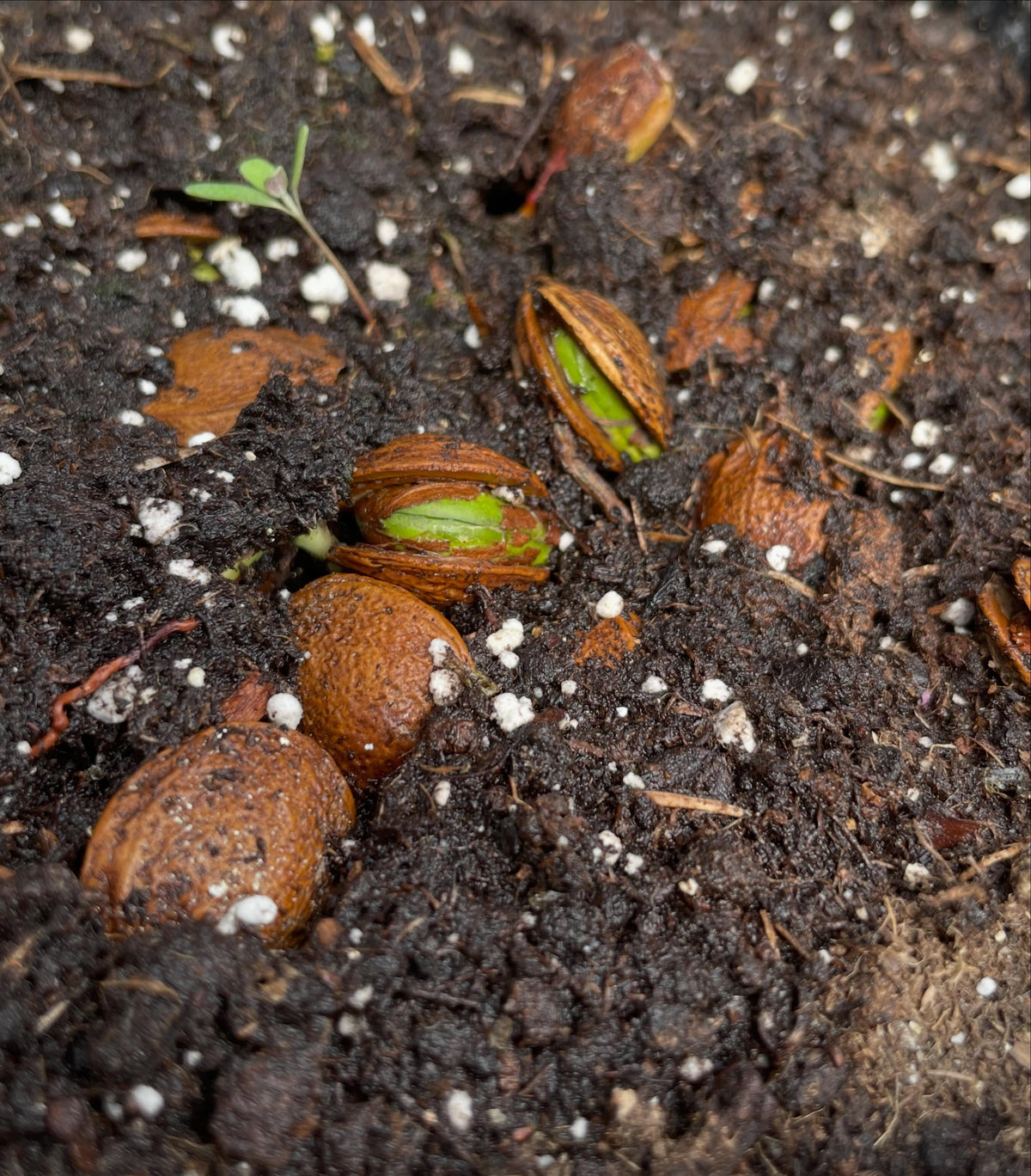 manchurian apricot, it these trays four weeks now, just starting to stay warm enough at night to germinate, image 4 of 6