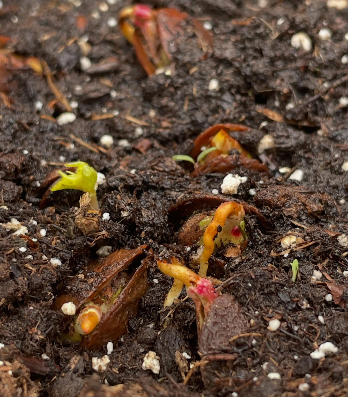 manchurian apricot, it these trays four weeks now, just starting to stay warm enough at night to germinate, image 5 of 6