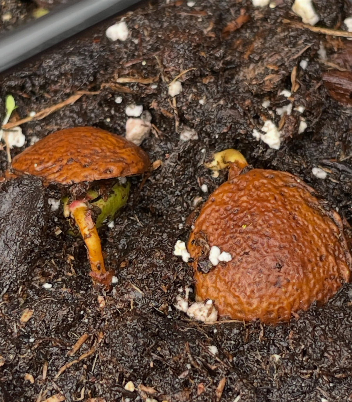 manchurian apricot, it these trays four weeks now, just starting to stay warm enough at night to germinate, image 6 of 6