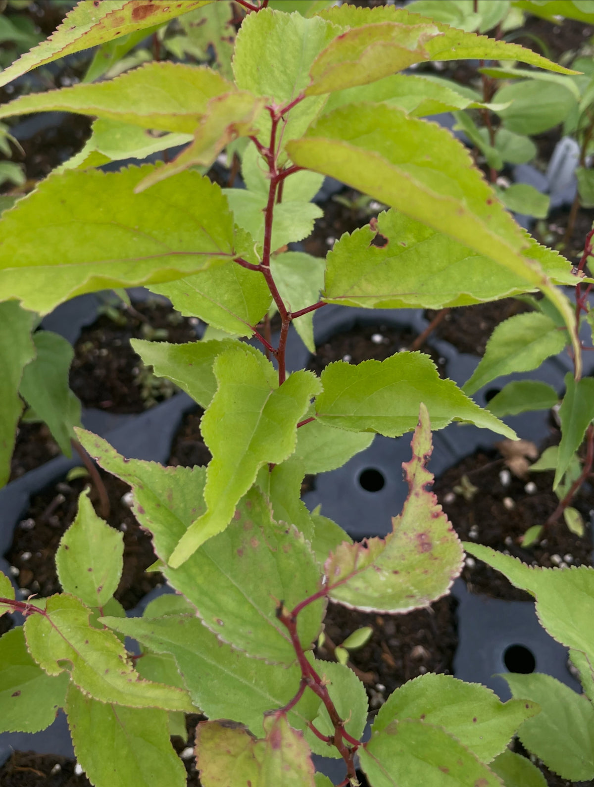 manchurian apricot seedlings, image 1 of 4