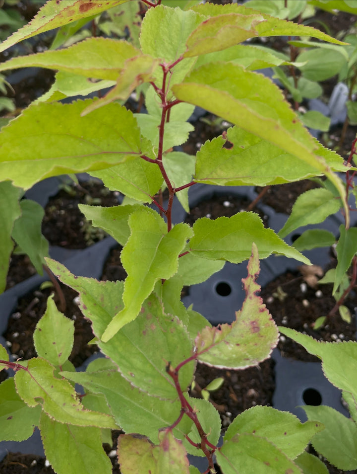 manchurian apricot seedlings, image 1 of 4