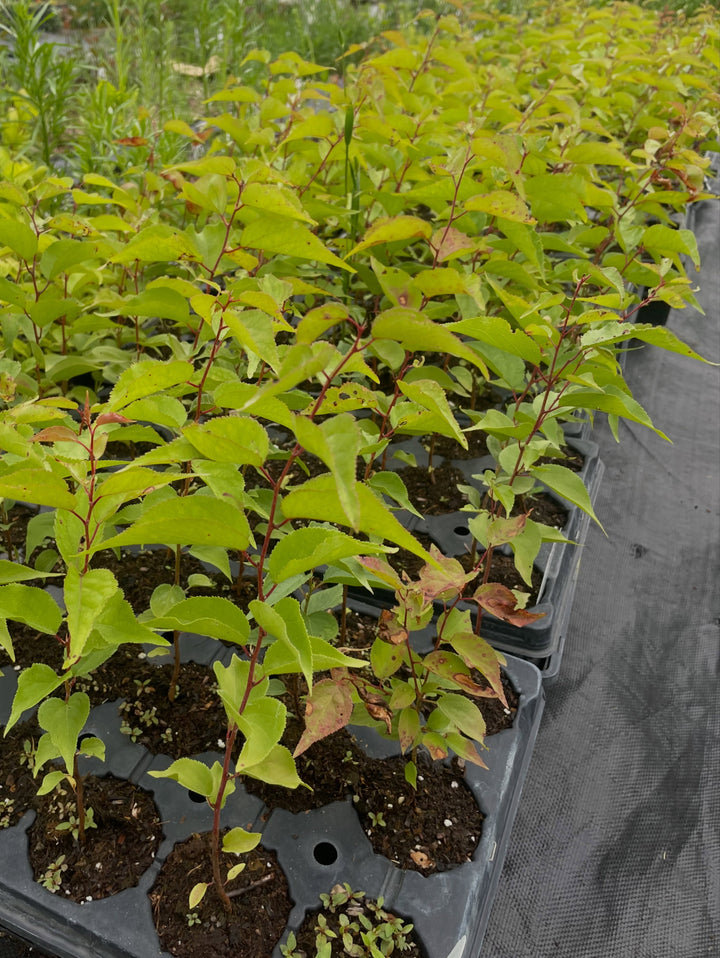 manchurian apricot seedlings, image 2 of 4