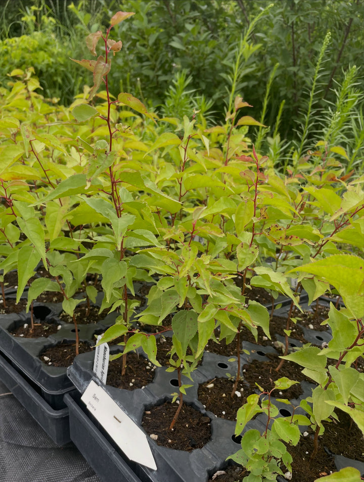 manchurian apricot seedlings, image 3 of 4