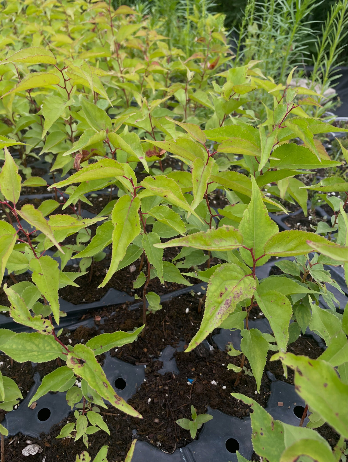 manchurian apricot seedlings, image 4 of 4