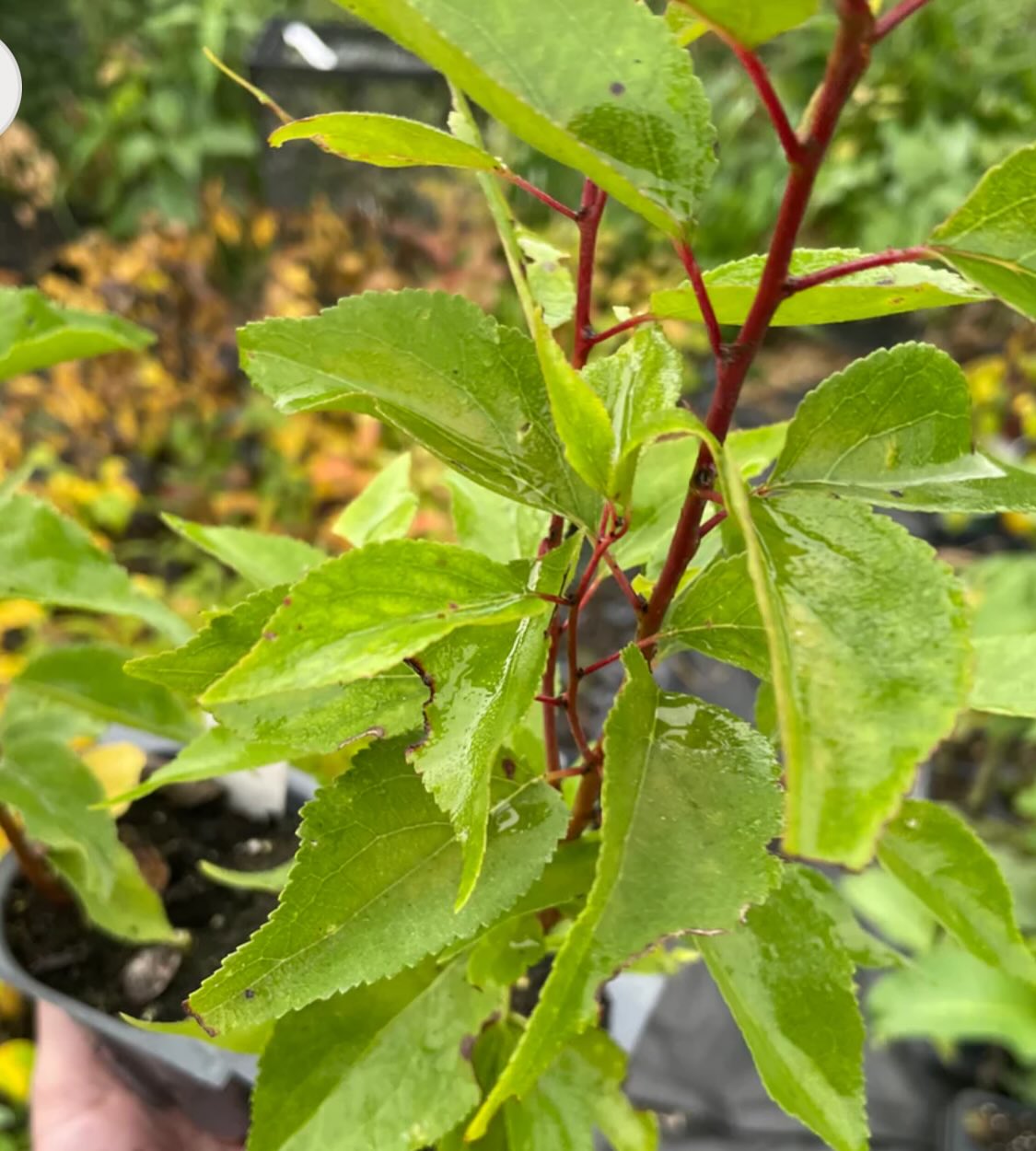 manchurian apricot seedlings, sourced from Manitoba super cold hardy -45, image 1 of 3