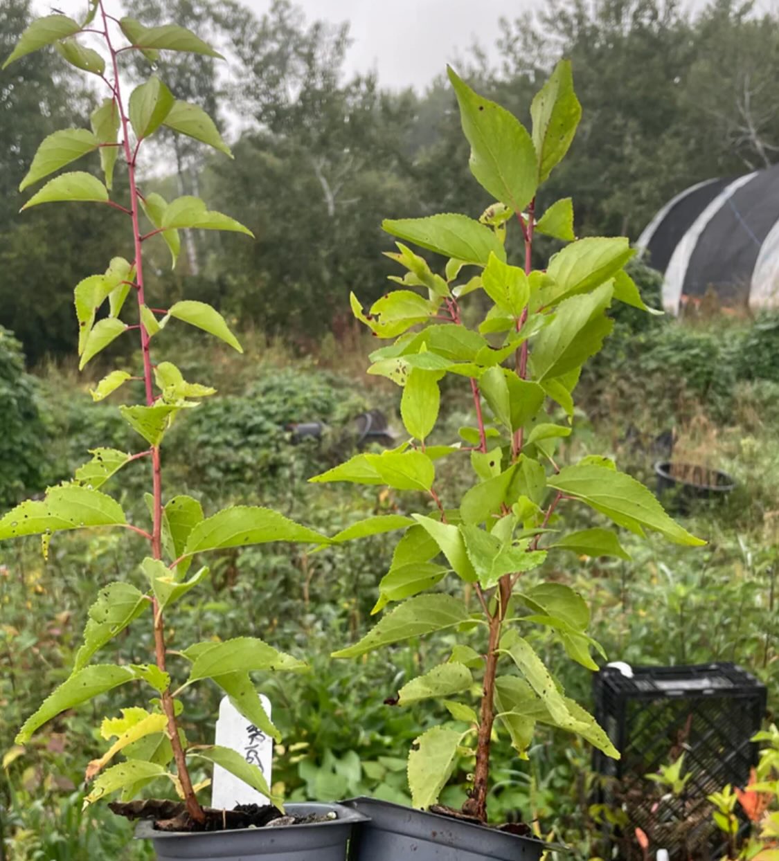 manchurian apricot seedlings, sourced from Manitoba super cold hardy -45, image 2 of 3