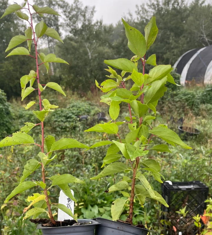 manchurian apricot seedlings, sourced from Manitoba super cold hardy -45, image 2 of 3