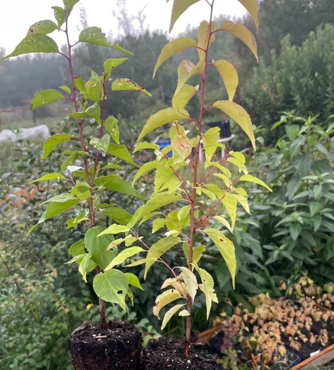 manchurian apricot seedlings, sourced from Manitoba super cold hardy -45, image 3 of 3