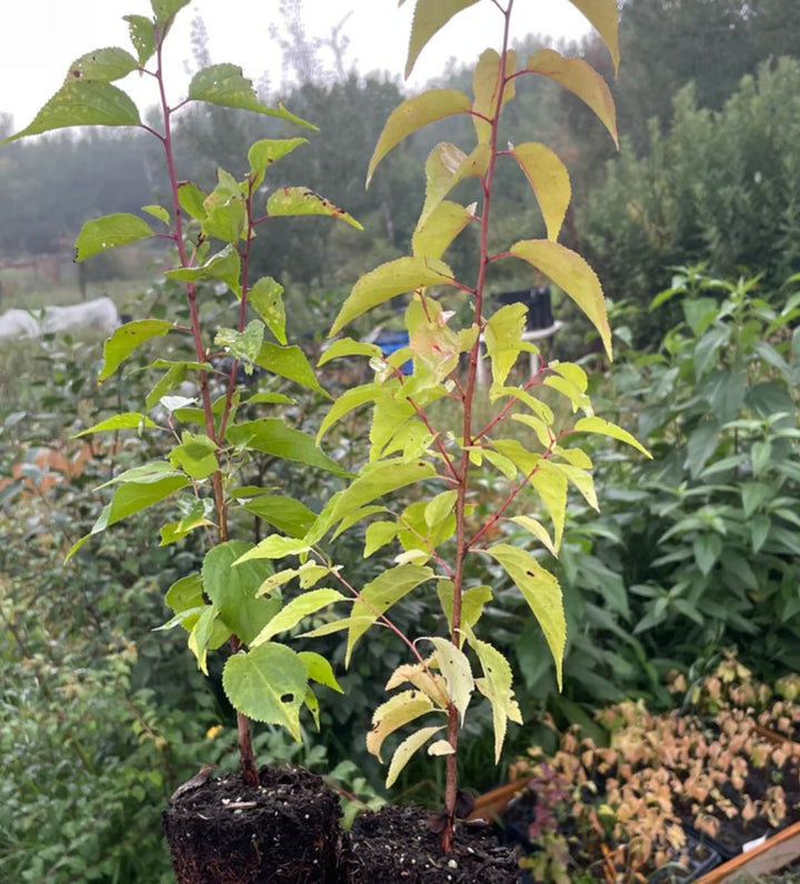 manchurian apricot seedlings, sourced from Manitoba super cold hardy -45, image 3 of 3