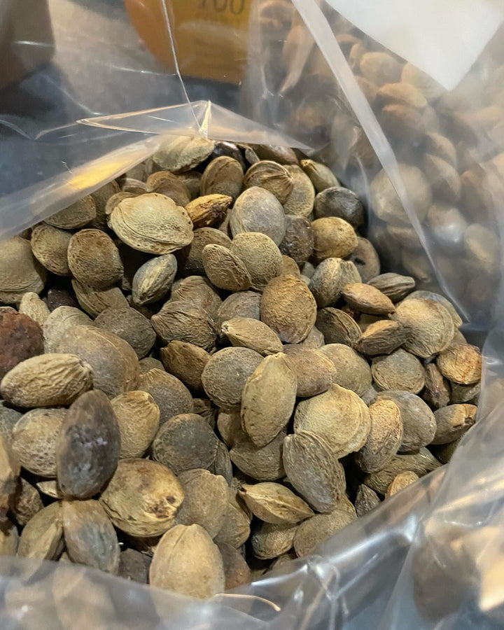 manchurian apricot seeds are in stock, apricots cold hardy to -40C/F, image 1 of 2