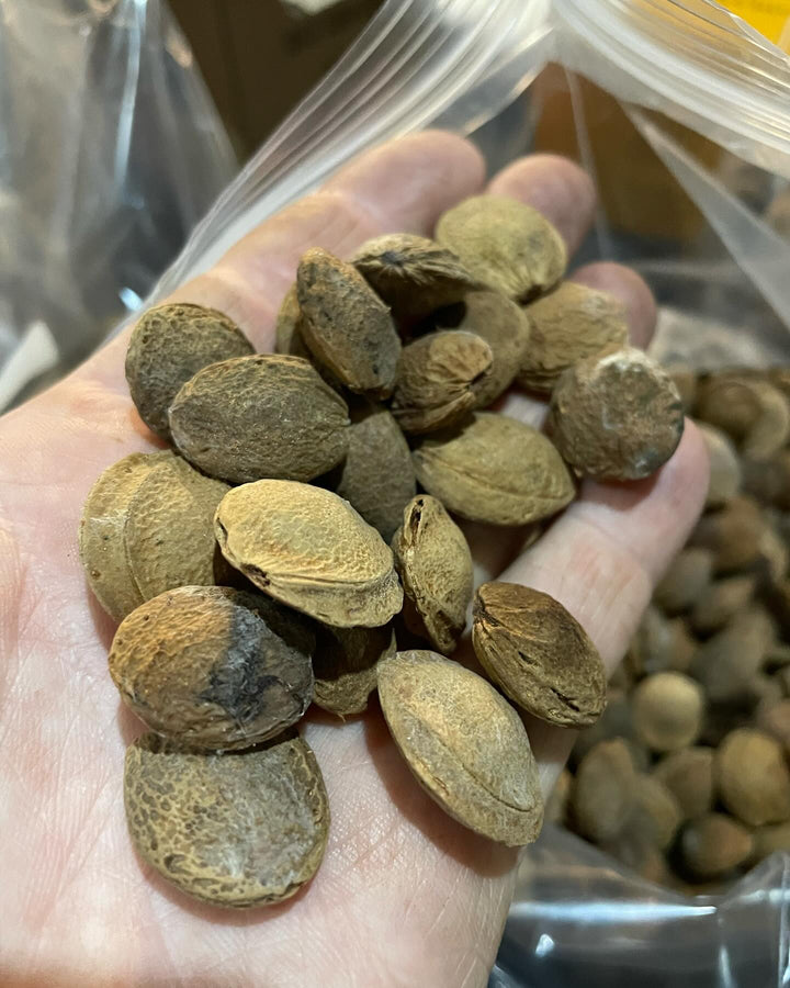 manchurian apricot seeds are in stock, apricots cold hardy to -40C/F, image 2 of 2