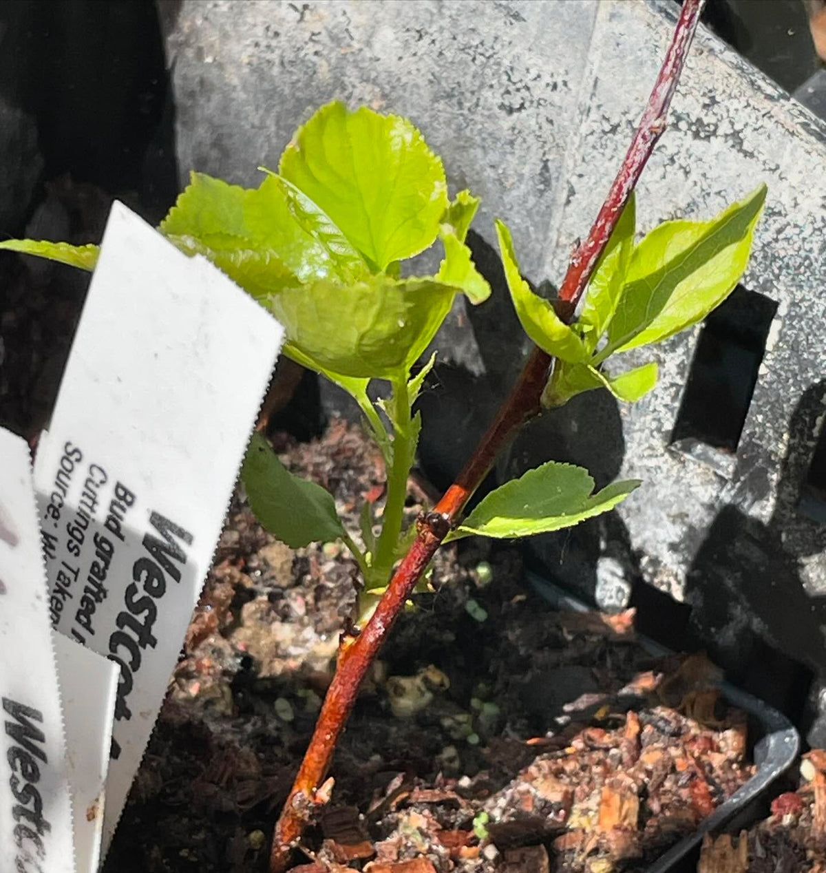 manchurian apricot softwood can root, here’s westcot apricot on it’s own roots from last fall