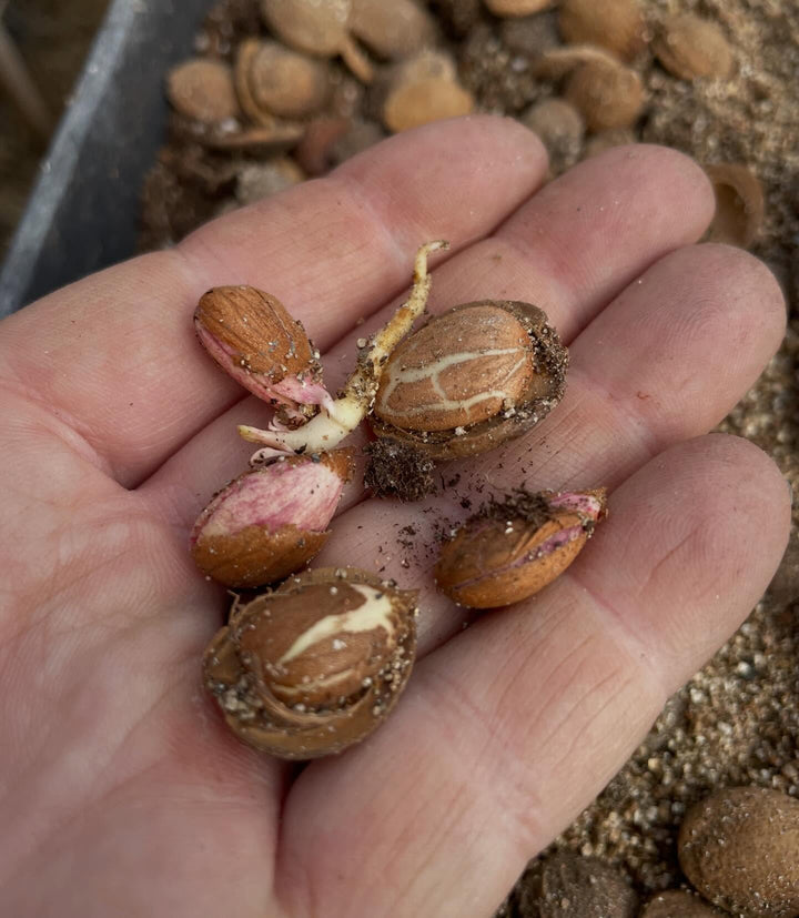 manchurian apricot, stratifying for about 3 months in a fridge and just starting to wake up, image 1 of 4
