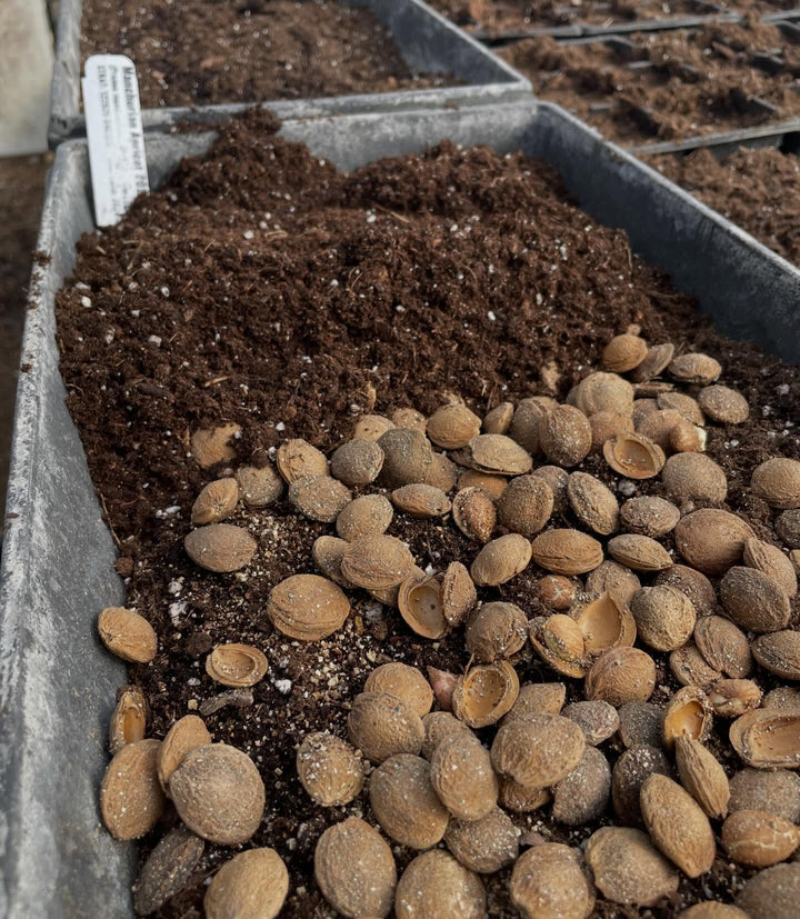 manchurian apricot, stratifying for about 3 months in a fridge and just starting to wake up, image 2 of 4