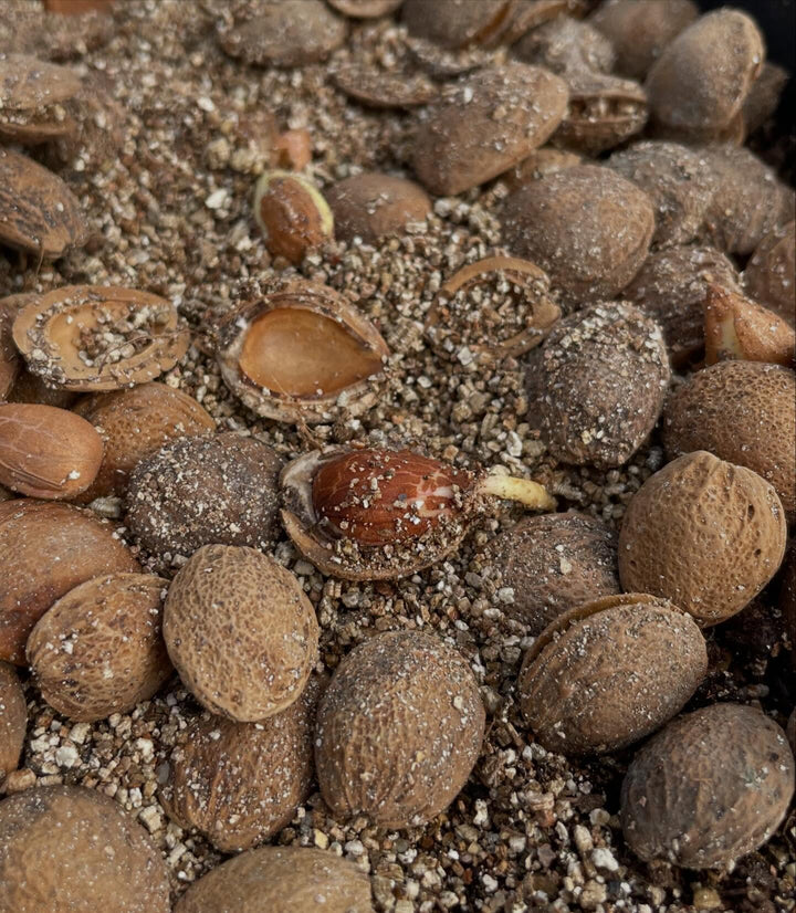 manchurian apricot, stratifying for about 3 months in a fridge and just starting to wake up, image 3 of 4