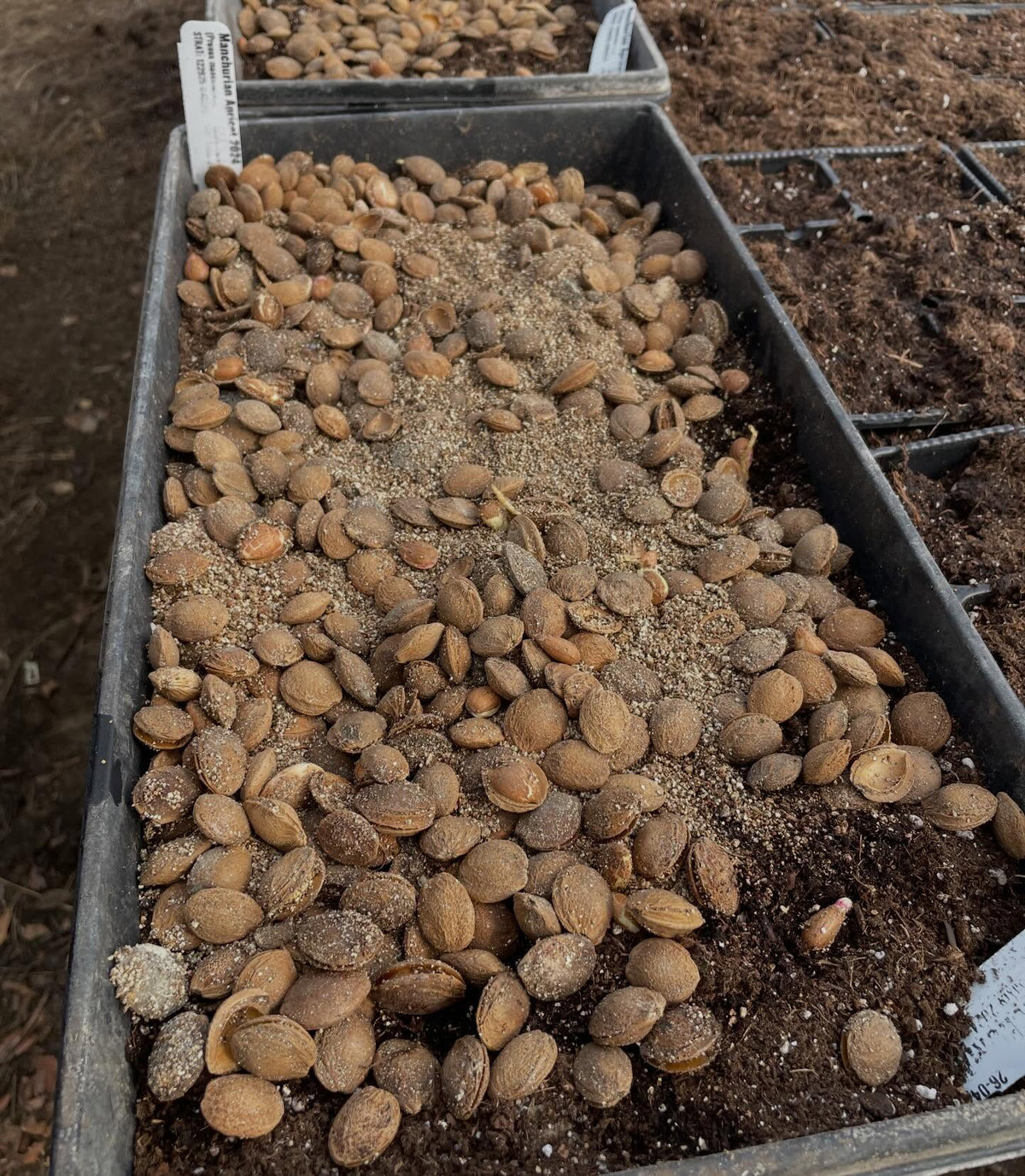 manchurian apricot, stratifying for about 3 months in a fridge and just starting to wake up, image 4 of 4