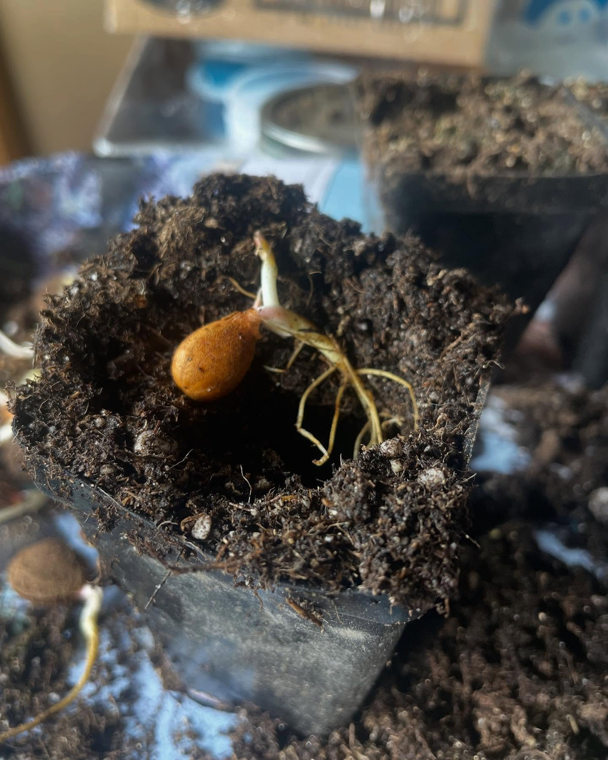 Manchurian apricots, sprouting in the fridge at 120 days stratifying so time to pot up, image 4 of 6