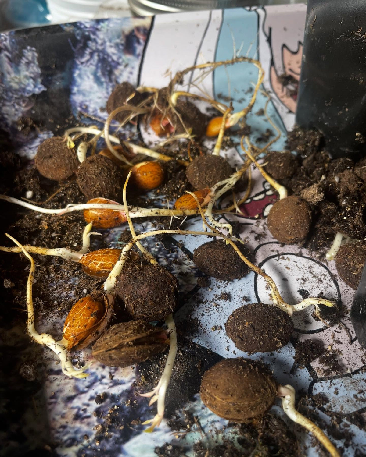 Manchurian apricots, sprouting in the fridge at 120 days stratifying so time to pot up, image 5 of 6