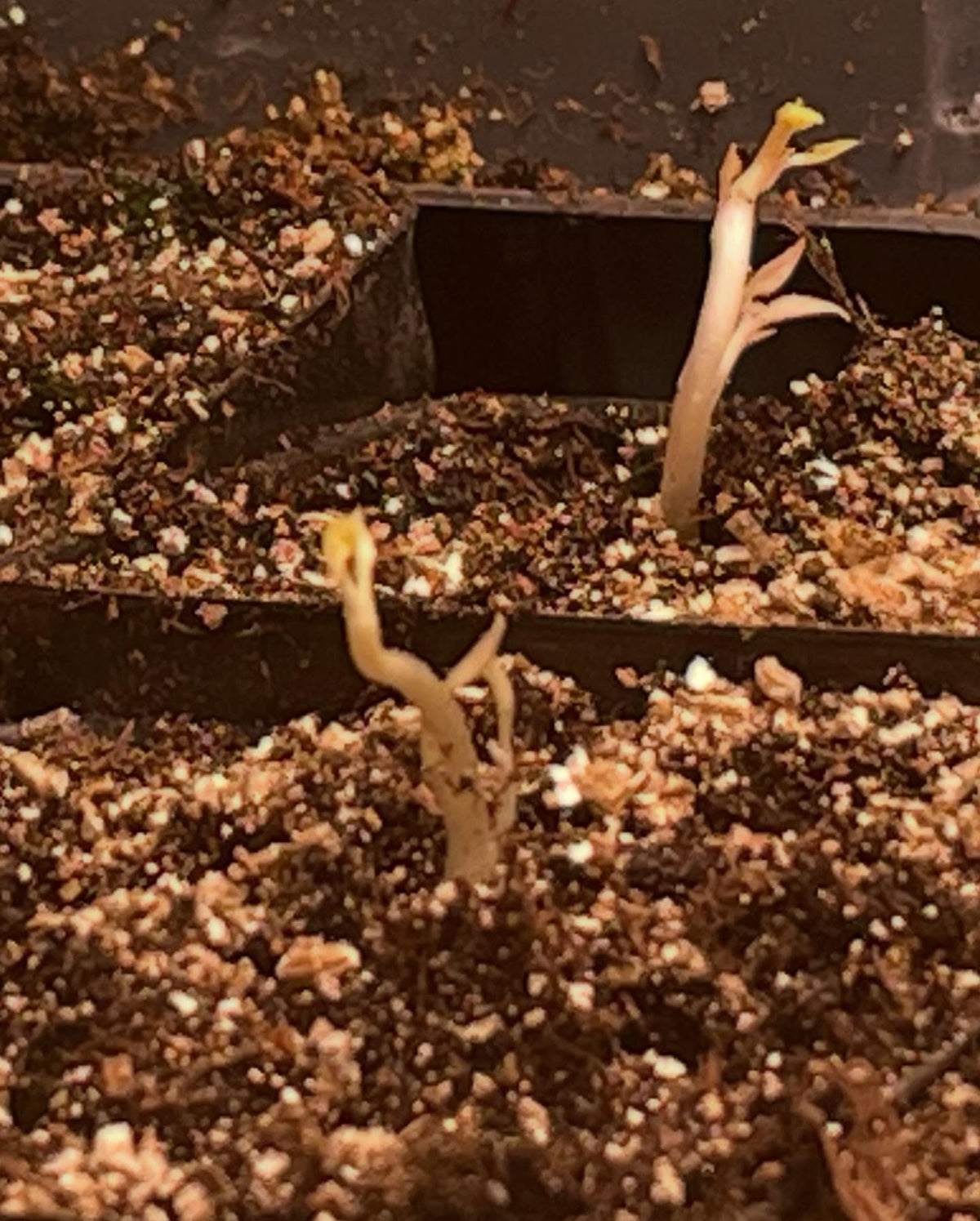 Manchurian apricots, sprouting in the fridge at 120 days stratifying so time to pot up, image 6 of 6