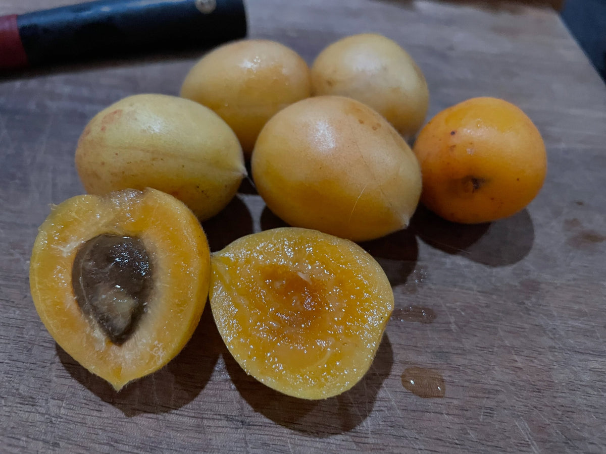 Manchurian apricots ripening in Manitoba, image 1 of 3