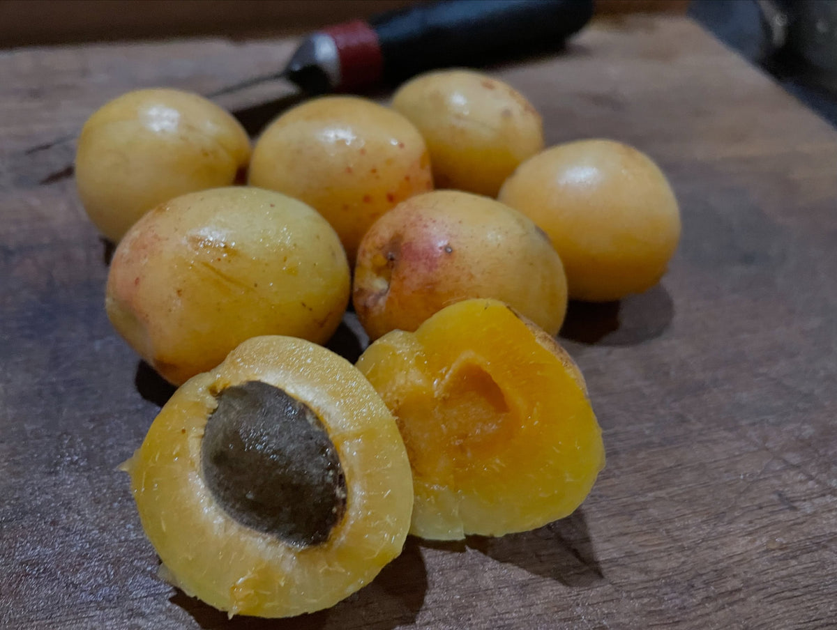 Manchurian apricots ripening in Manitoba, image 2 of 3