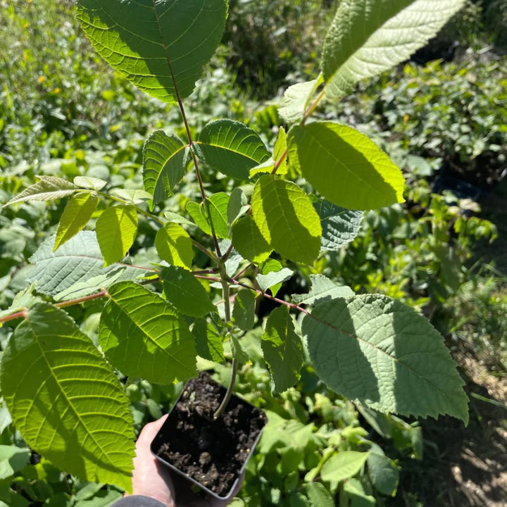manitoba black walnut trees, year old trees in pots are ready to ship canada wide, or get fresh walnuts for seed to grow you own, image 1 of 10