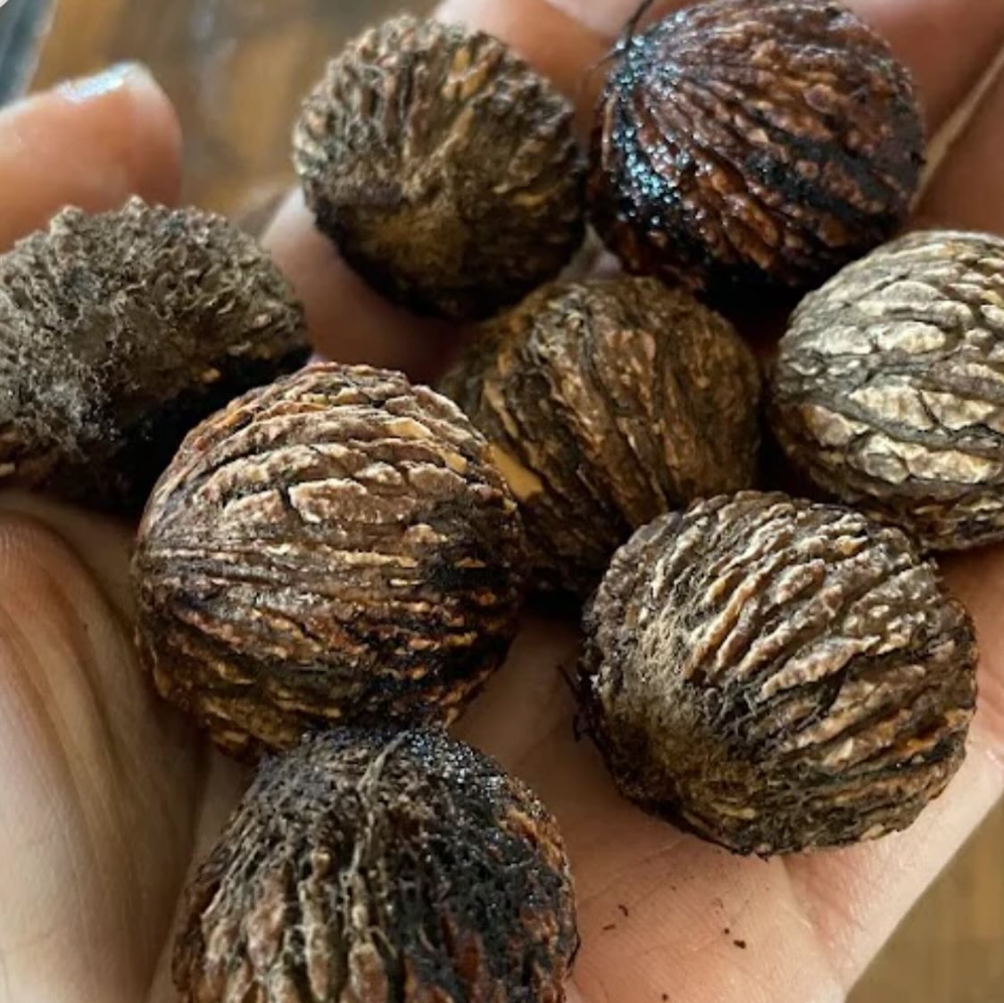 manitoba black walnut trees, year old trees in pots are ready to ship canada wide, or get fresh walnuts for seed to grow you own, image 3 of 10