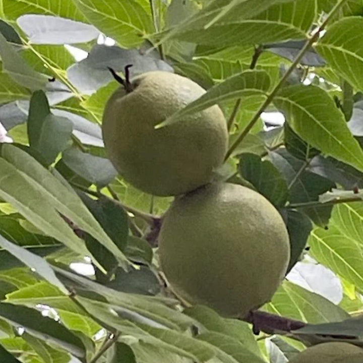manitoba black walnut trees, year old trees in pots are ready to ship canada wide, or get fresh walnuts for seed to grow you own, image 4 of 10