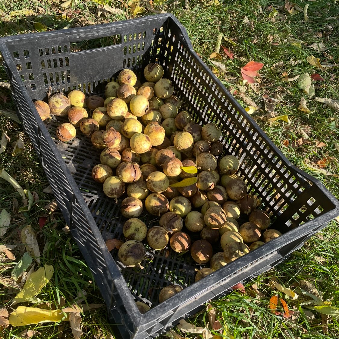manitoba black walnut trees, year old trees in pots are ready to ship canada wide, or get fresh walnuts for seed to grow you own, image 5 of 10
