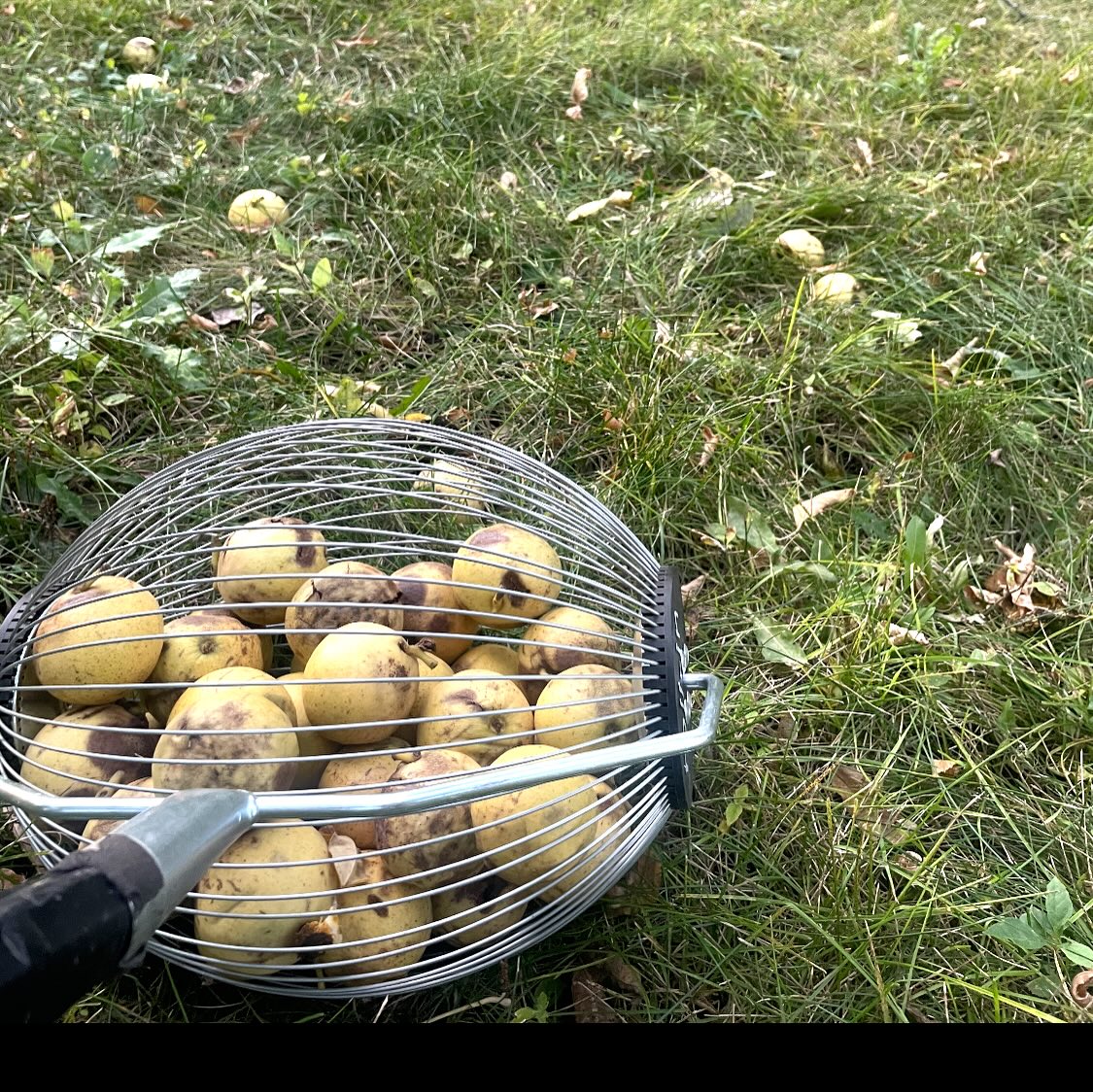 manitoba black walnut trees, year old trees in pots are ready to ship canada wide, or get fresh walnuts for seed to grow you own, image 6 of 10