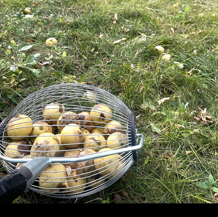 manitoba black walnut trees, year old trees in pots are ready to ship canada wide, or get fresh walnuts for seed to grow you own, image 6 of 10