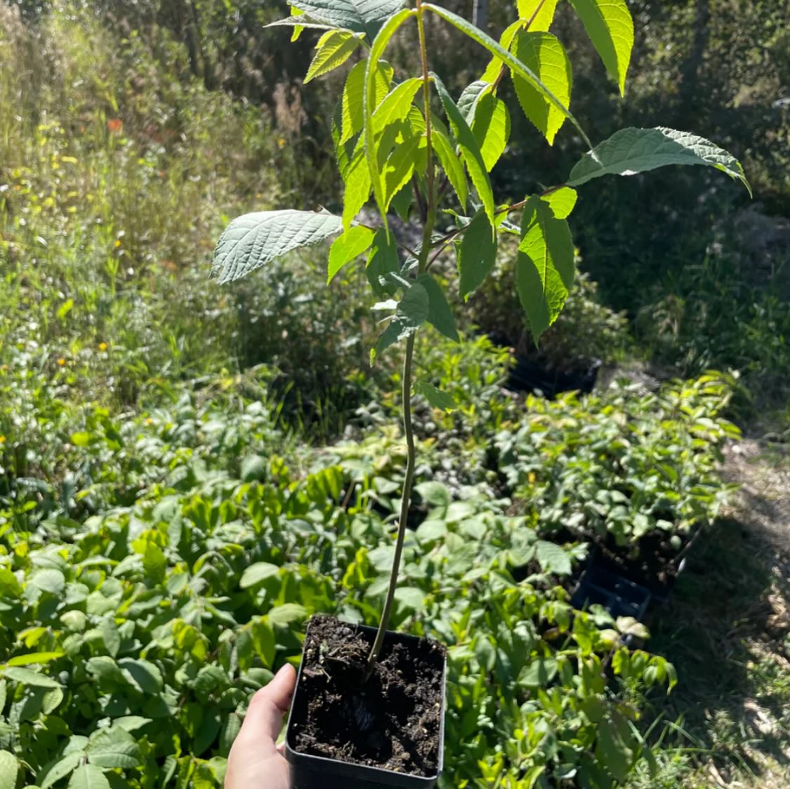 manitoba black walnut trees, year old trees in pots are ready to ship canada wide, or get fresh walnuts for seed to grow you own, image 7 of 10