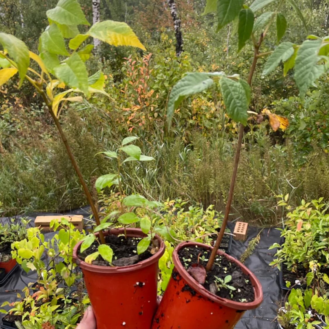 manitoba black walnut trees, year old trees in pots are ready to ship canada wide, or get fresh walnuts for seed to grow you own, image 8 of 10
