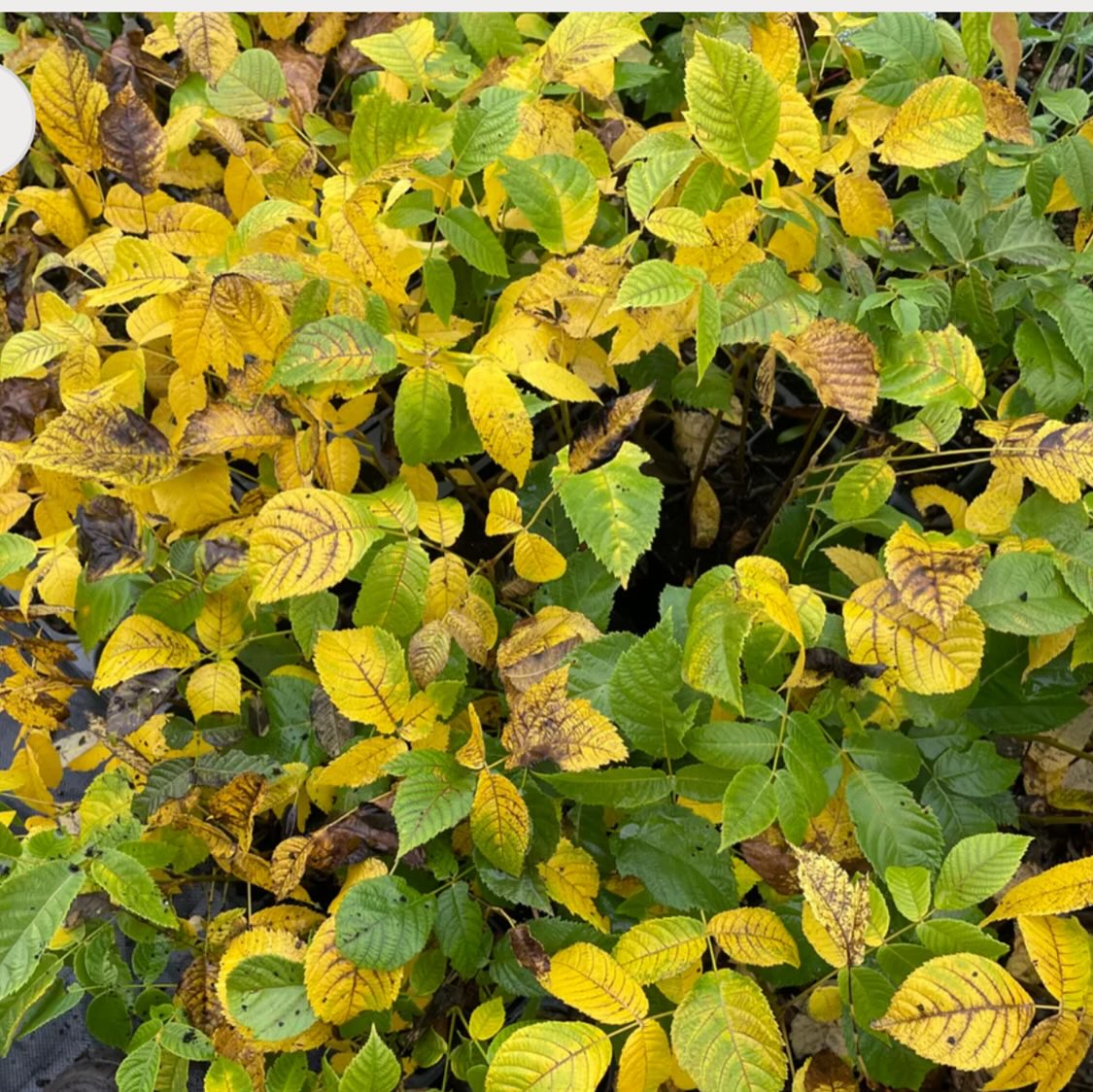 manitoba black walnut trees, year old trees in pots are ready to ship canada wide, or get fresh walnuts for seed to grow you own, image 9 of 10