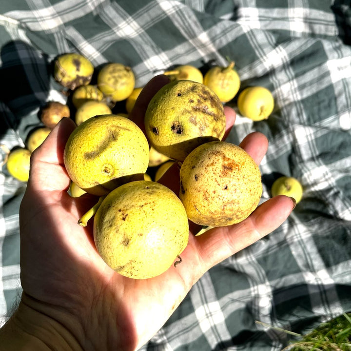 manitoba black walnut trees, year old trees in pots are ready to ship canada wide, or get fresh walnuts for seed to grow you own, image 10 of 10