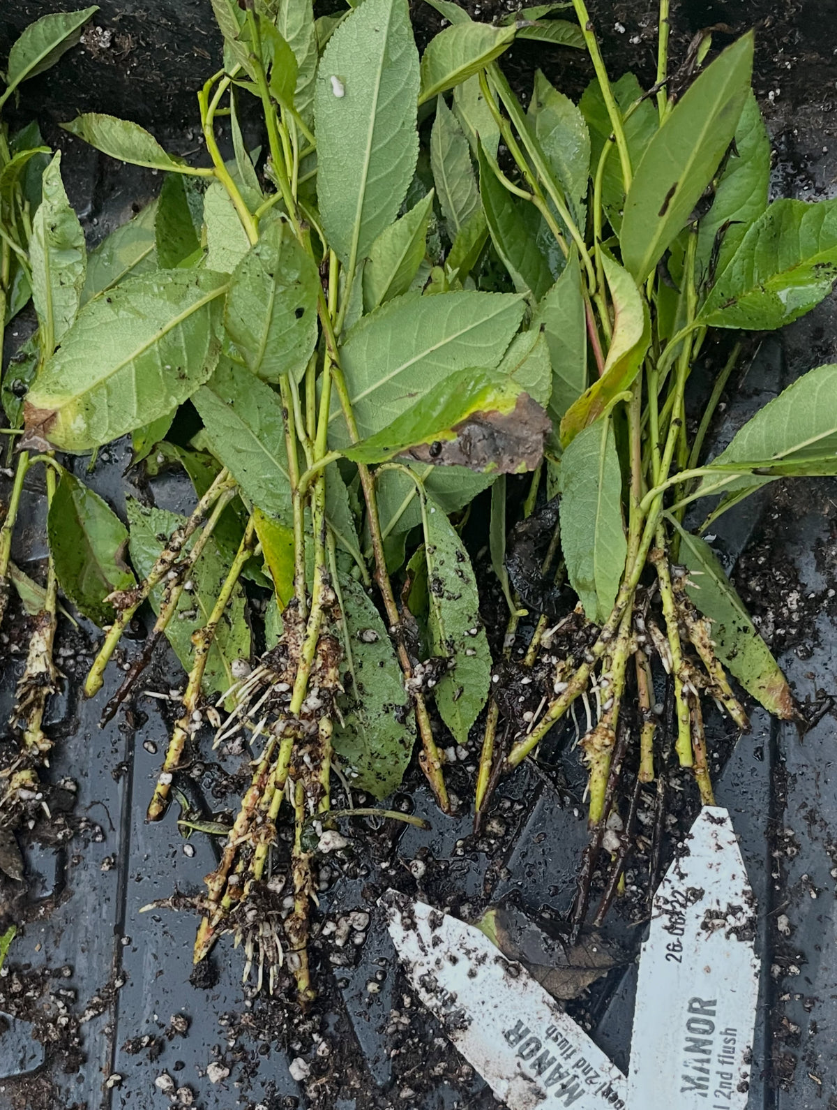 manor cherry plum, two batches of cuttings collected one week apart, image 2 of 2
