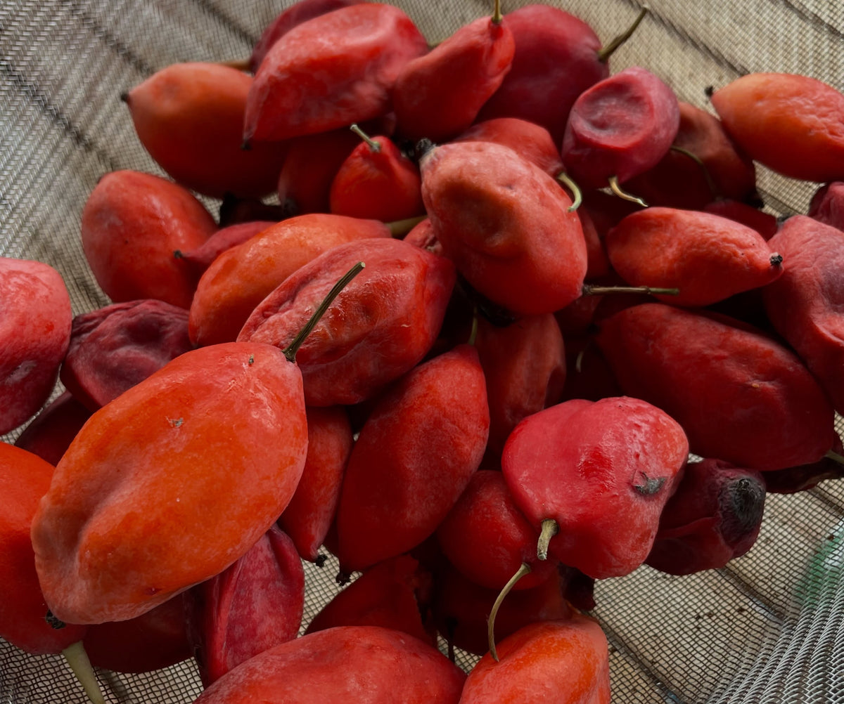 A mesh basket filled with soft red Himalayan mayapple pods for seed cleaning, photograph 2 of 3