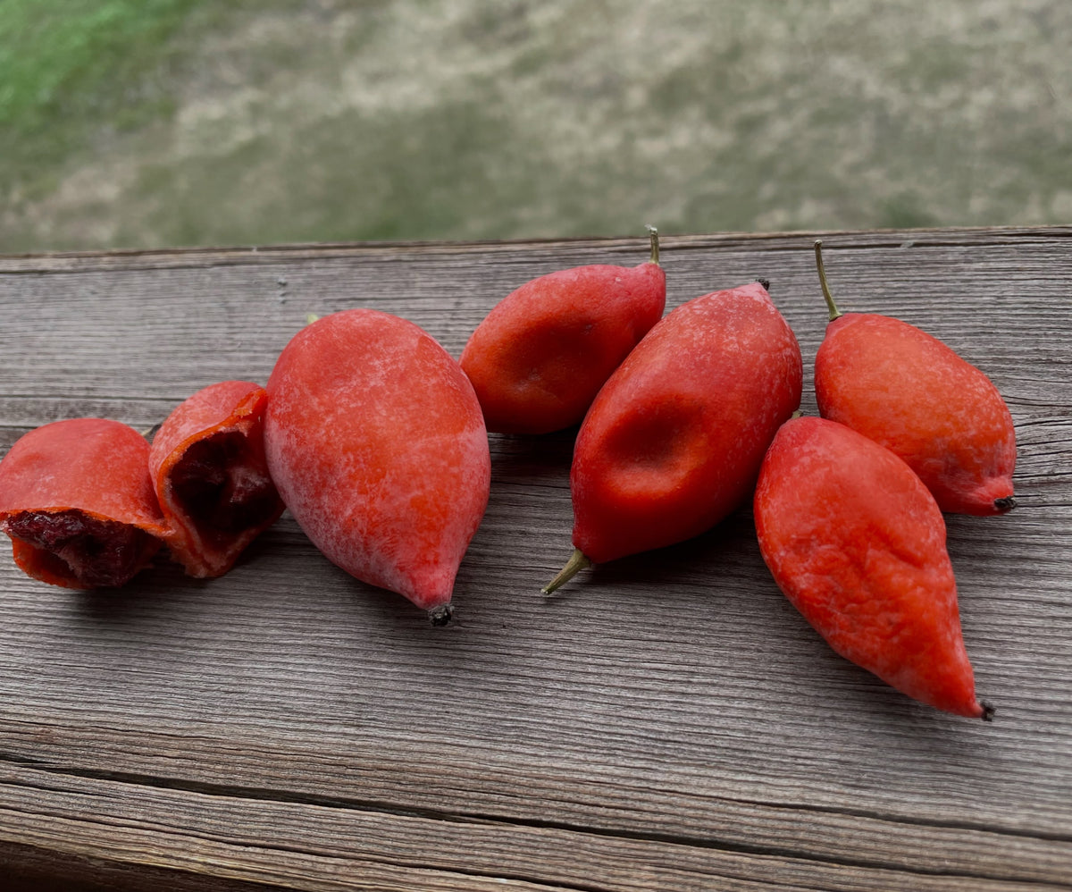 Seven red Himalayan mayapple pods on a wooden rail with two pods opened, photograph 3 of 3