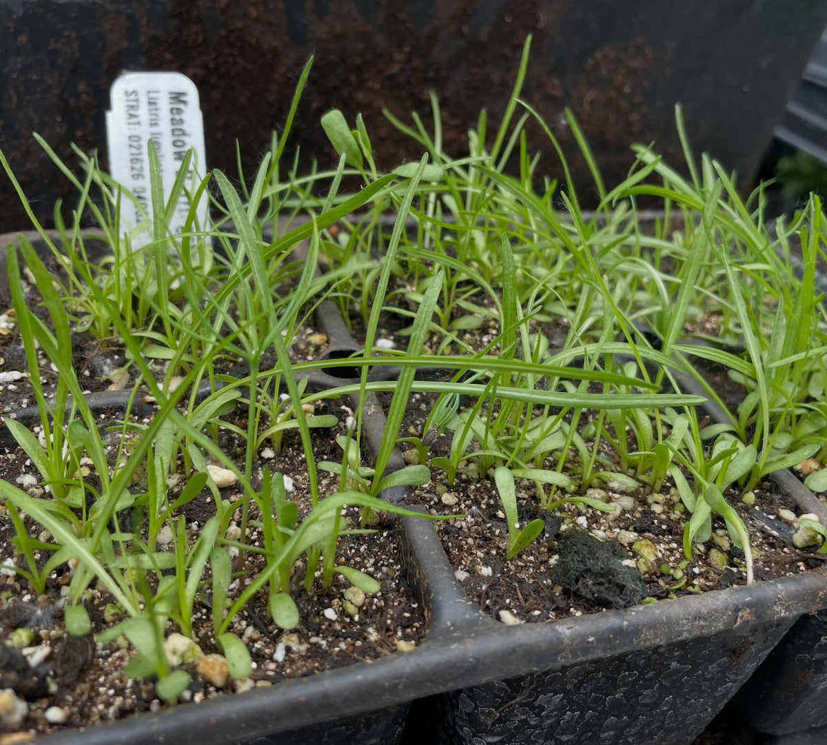 meadow blazingstar, a native perennial wildflower collect from northern manitoba