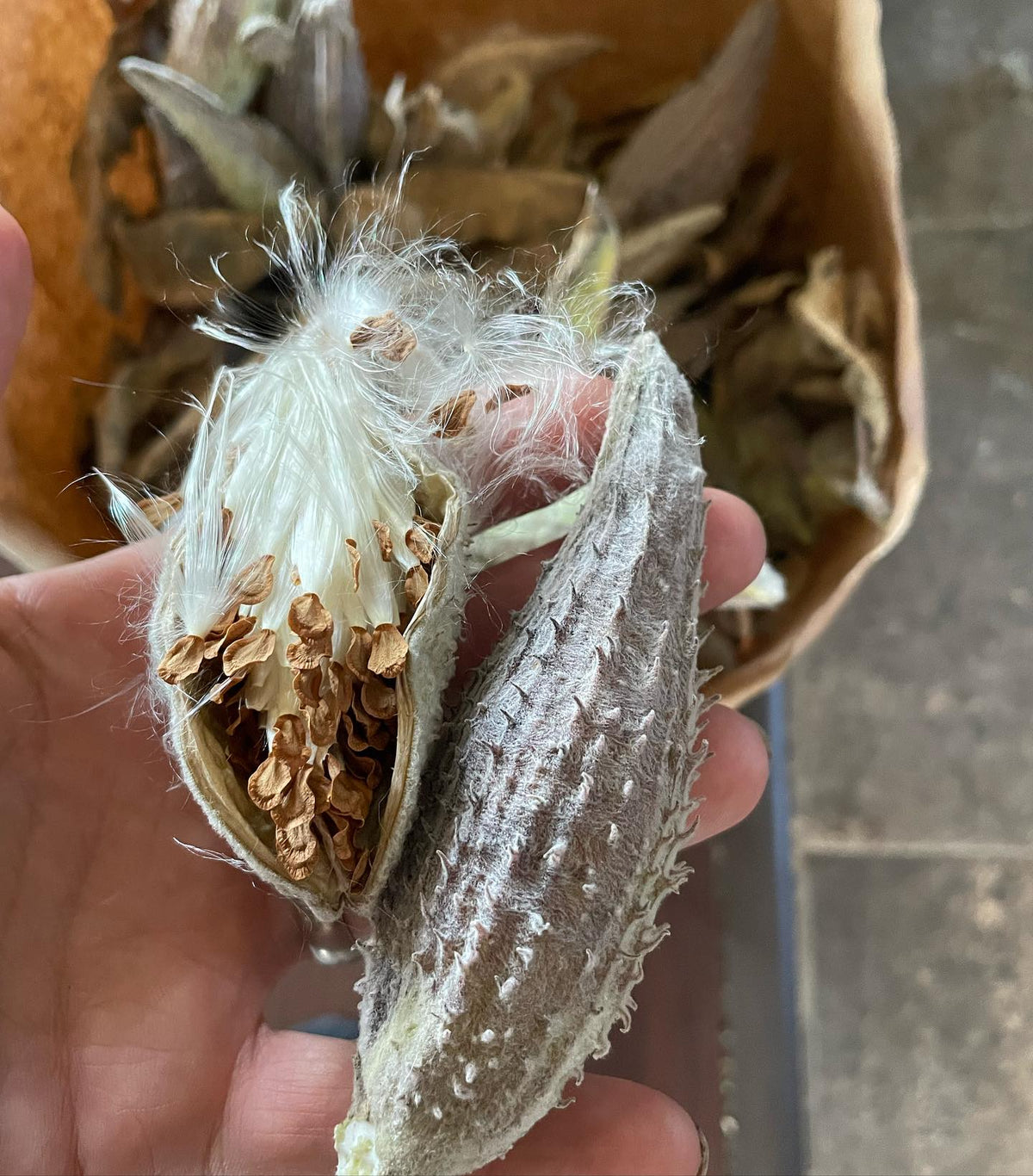 milkweed seed pods, leaves are the food source for monarch caterpillars