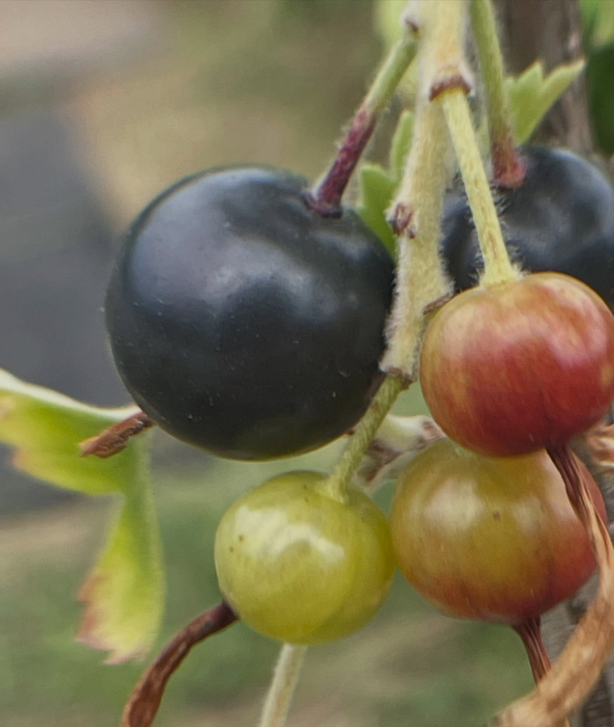 missouri giant, clove currant, image 1 of 2