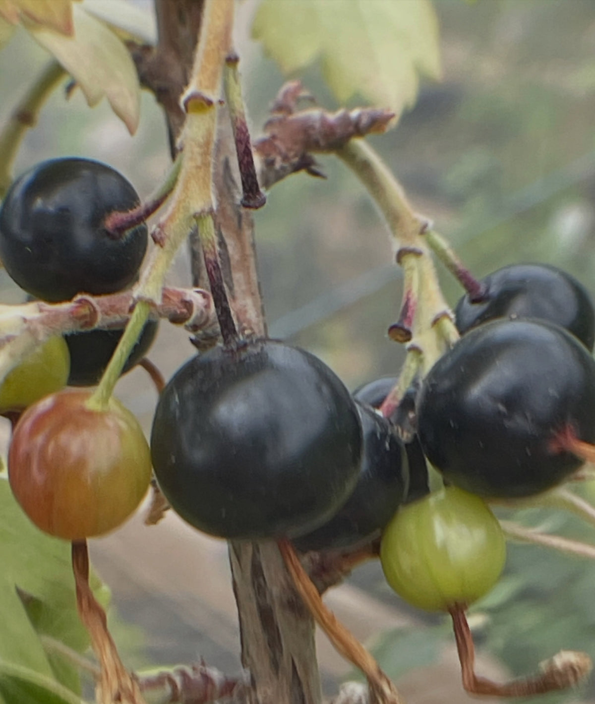 missouri giant, clove currant, image 2 of 2