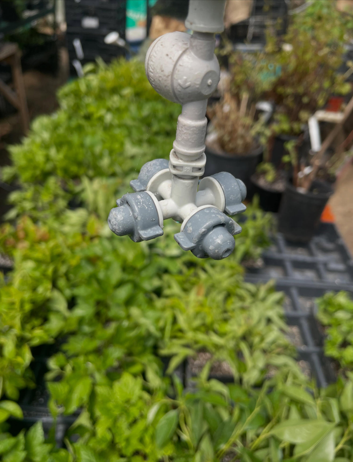 mist propagation, one of my favorite things, image 1 of 4