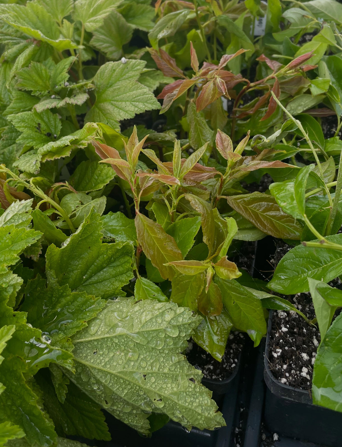 mist propagation, one of my favorite things, image 2 of 4
