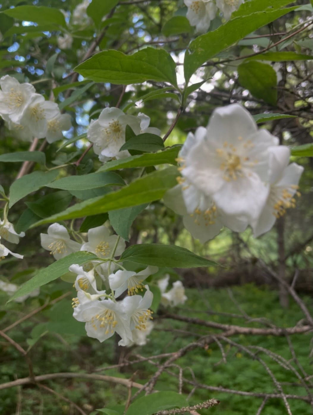 mock orange flowering later than most other trees