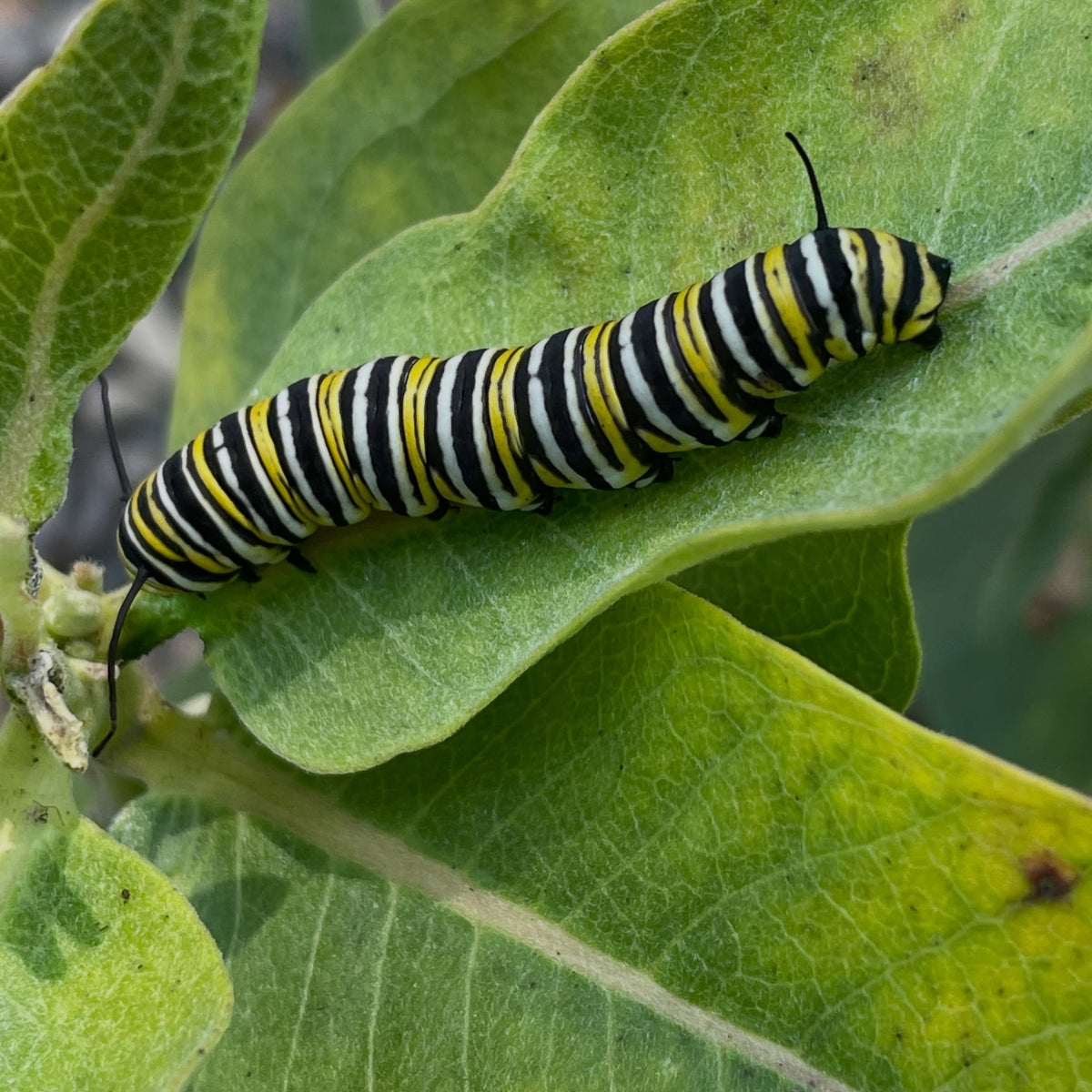 Monarch butterfly on common milkweed