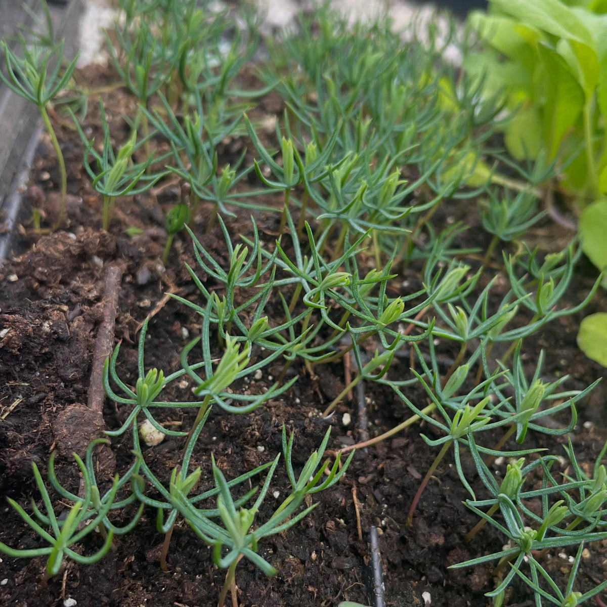 mongolian spruce