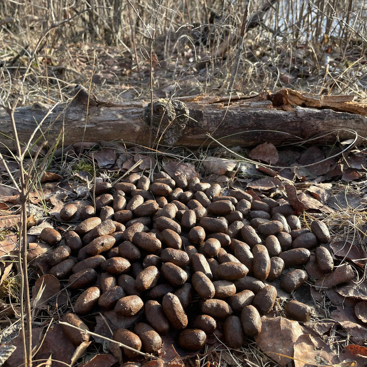 moose poop kinda looks like chocolates #moose