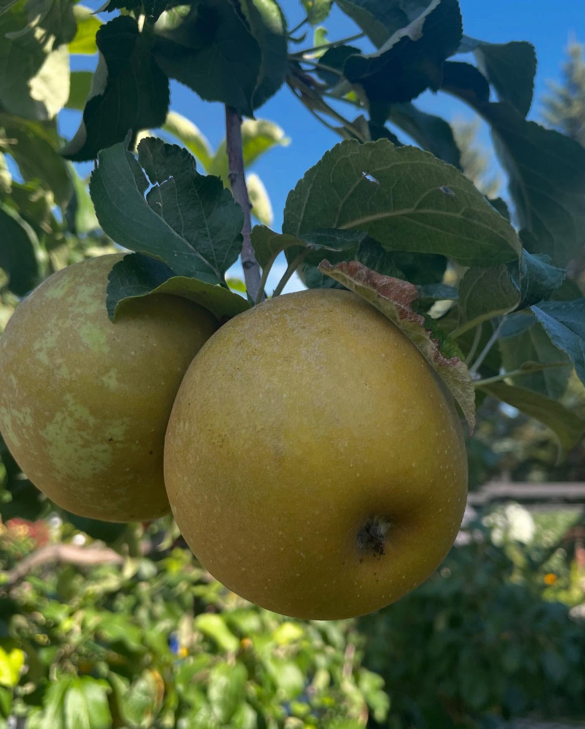 morden russet, image 1 of 3